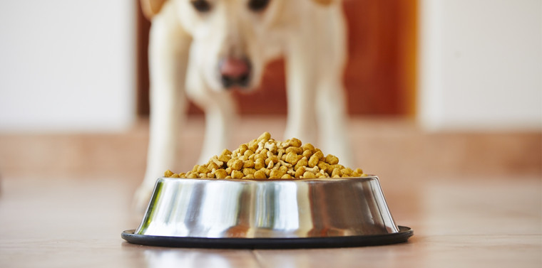 how to switch dog foods
